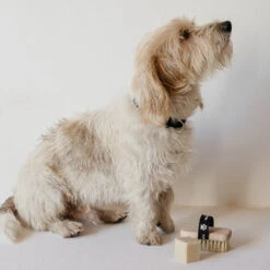 Andree Jardin Pet Bath & Massage Brush With Marseille Natural Soap 7 Andree Jardin Pet Bath & Massage Brush With Marseille Natural Soap -Tableware Discount Store Andree Jardin Pet Bath Massage brush with Marseille natural soap 4